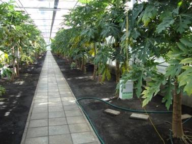 В «умной» теплице обеспечено поддержание оптимального микроклимата для выращиваемых растений