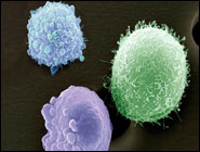 Раковые клетки: не одиночки, а общество