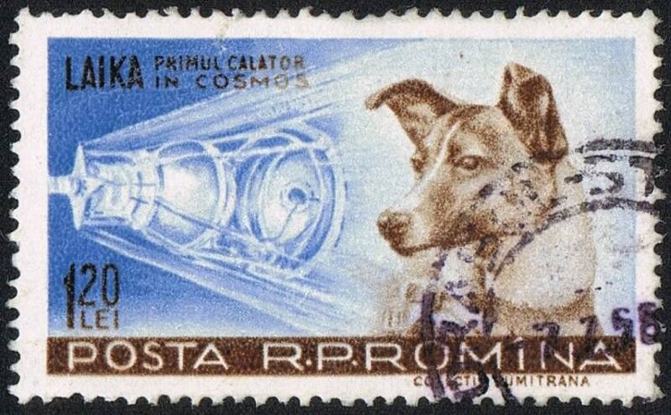 Лайка - самая знаменитая собака-космонавт. Настоящая кличка героической собаки Кудрявка, но за звонкий лай конструкторы переименовали животное в Лайку и отправили на орбиту, дабы проверить технологии перед запуском человека. 3 ноября 1957-го – дата исторического события, когда с Байконура стартовал корабль «Спутник-2» с двухлетней Лайкой на борту. Конструкция аппарата не предусматривала возвращение животного домой и все, что смогло обеспечить руководство безотказной собаке-космонавту – бессмертная слава и почтовая марка с изображением Лайки, отдавшей жизнь ради покорения космоса.

