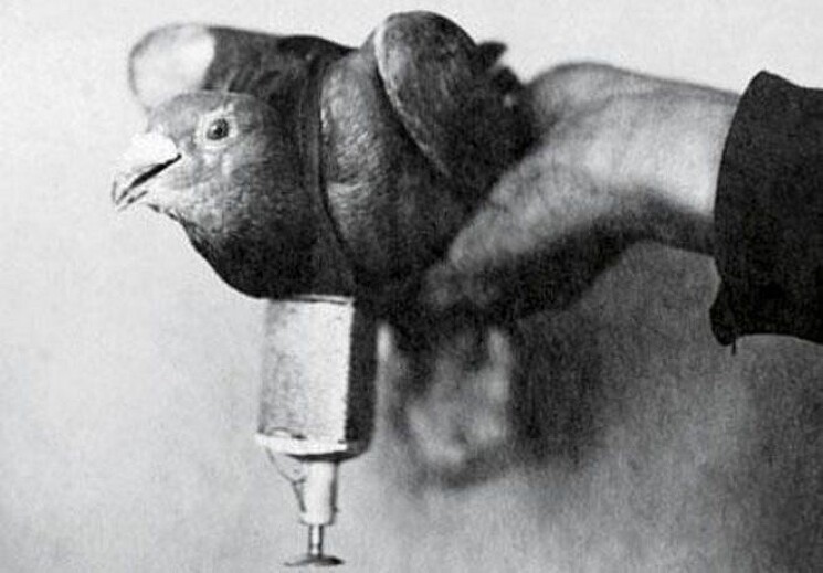 Голуби во время Второй мировой войны использовались советской армией для доставки небольших зажигательных снарядов на самолеты противника. 

Для этого голубей сбрасывали из самолета, где они находились в специальной кассете. На голубя крепился зажигательный снаряд нажимного действия. При помощи специального механизма голуби выпускались из закрепленной на самолете кассеты, куда помещалось двадцать четыре птицы. Когда голубь садился на объект, то у снаряда срабатывал взрыватель нажимного действия.
