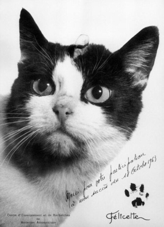 Félicette - единственная на сегодня кошка, которая пережила полет в космос. 

18 октября 1963 Félicette, - бродячая кошка, которую нашли на улицах Парижа, была отправлена в космос на ракете Véronique AGI 47. Полет продлился 15 минут, после чего капсула с животным успешно вернулась на Землю.

