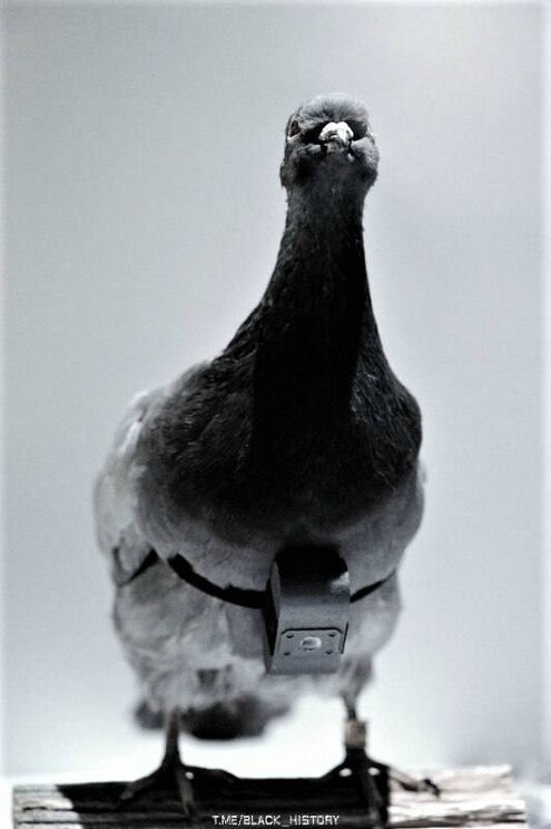 Фото шпионского голубя, использовавшегося ЦРУ в 60–х годах при операциях в СССР.

