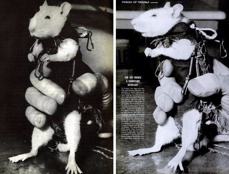 Первая в мире космическая крыса. В 1961 году Франция запустила Гектора в космос, где он провёл 8 минут, после чего успешно вернулся обратно целым и невредимым.
