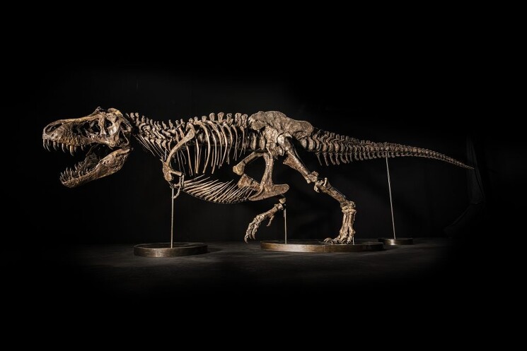 Полный скелет тираннозавра «T. rex Шэнь». Родом из мелового периода (68–66 миллионов лет назад), Шэнь был обнаружен в штате Монтана. Образец имеет размеры 13 м в длину, 4,8 м в высоту, 2,1 м в ширину и весит более 1360 кг с плотностью костей 54%.
