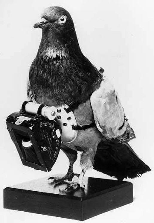Рассекреченное фото шпионского голубя, использовавшегося ЦРУ в 60–х годах при операциях в СССР.

