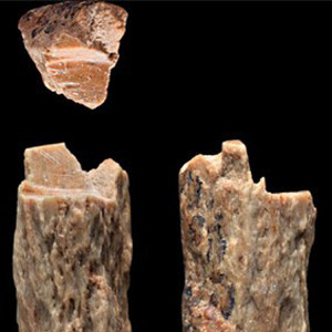 Молекулярная археология: крошечная кость — разгадка великой тайны эволюции человека