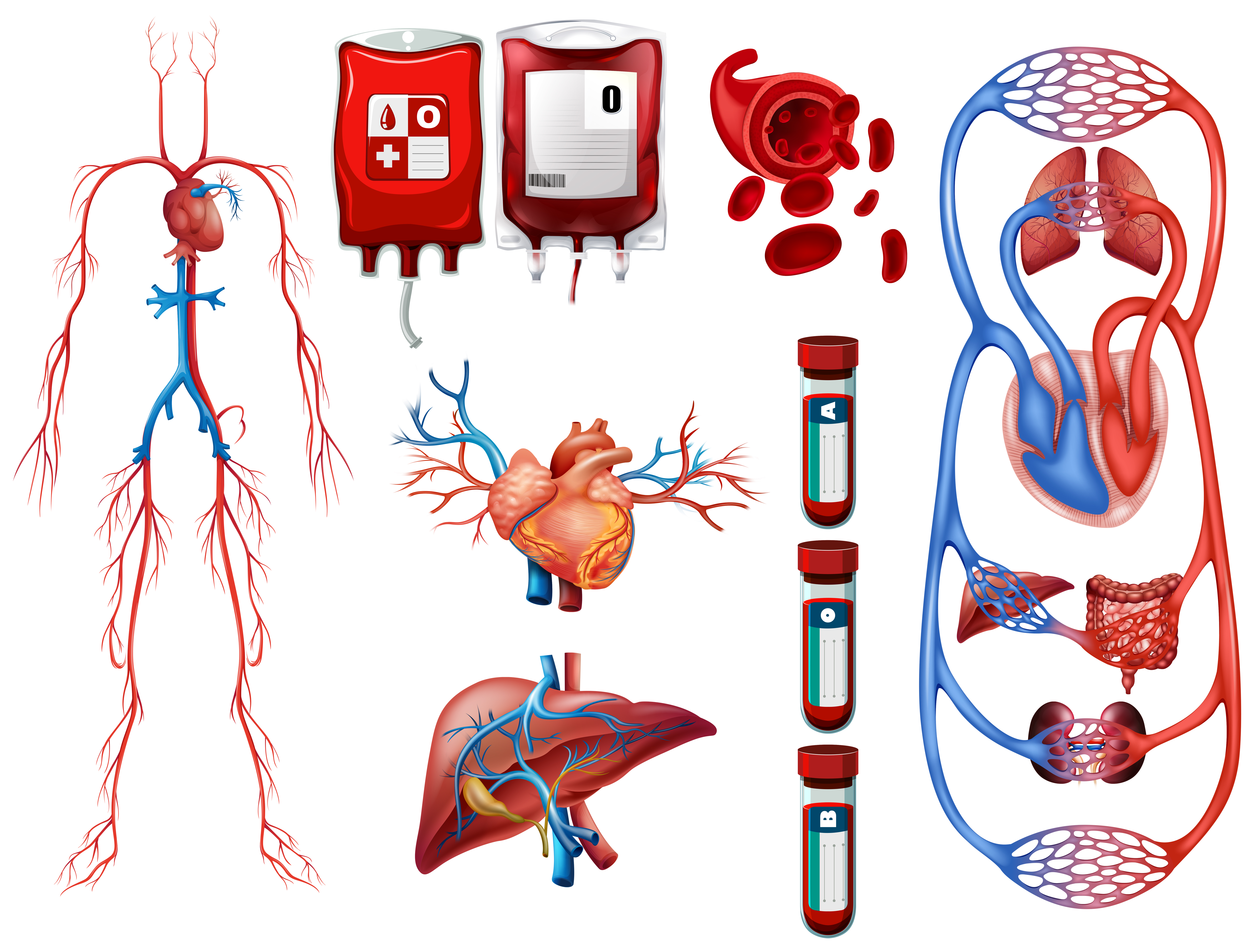 Здравоохранение - Сердечно-сосудистая система - Cardiovascular system - Кровеносная система - Circulatory system - Сердечно-сосудистые заболевания, ССЗ - Cardiovascular diseases - Ишемическая болезнь сердца - Morbus ischaemicus cordis
