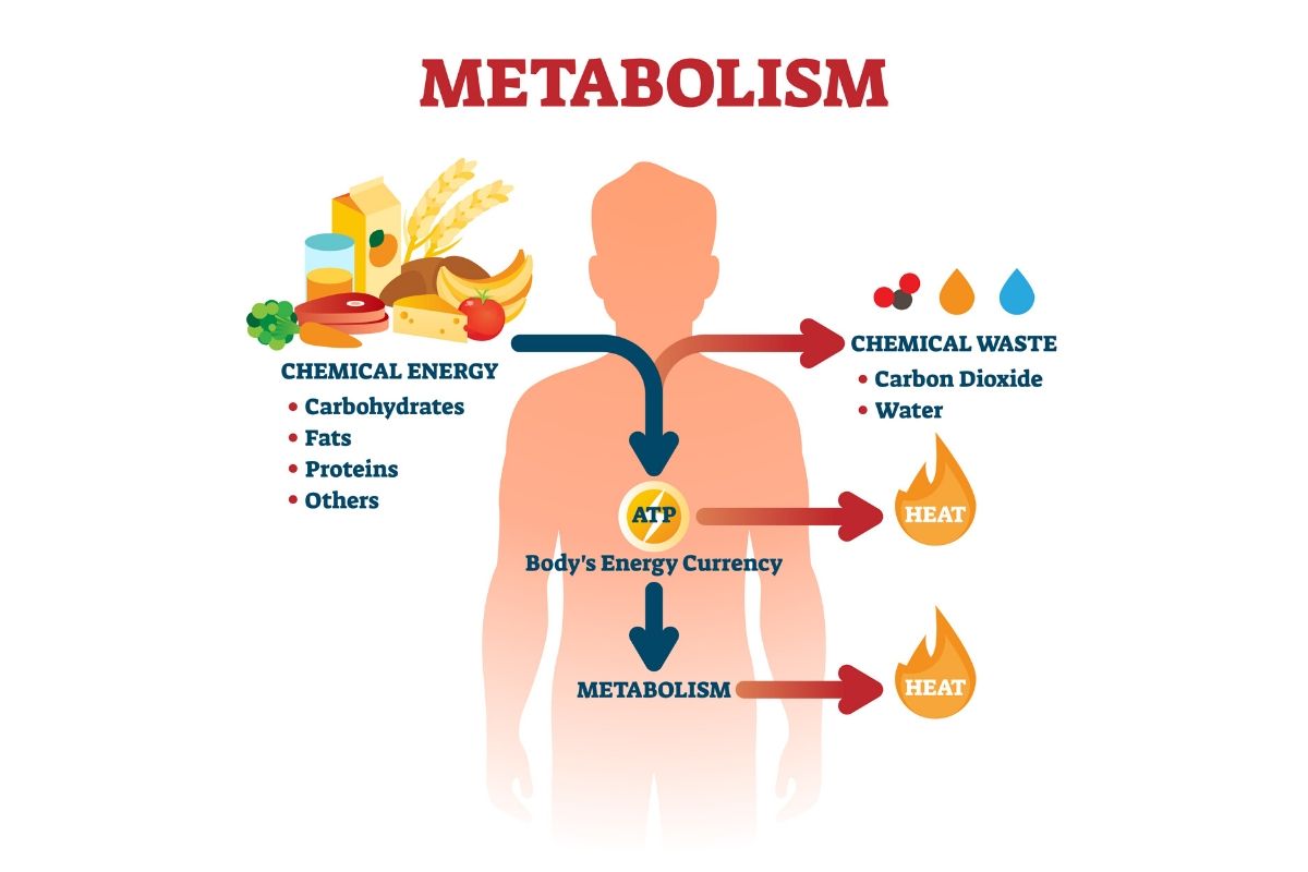 Здравоохранение - Метаболизм - Обмен веществ - Metabolism