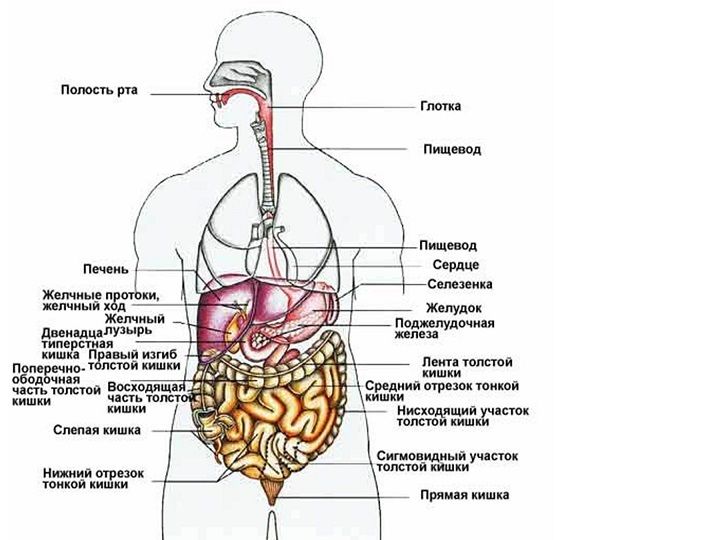 Здравоохранение - Анатомия - внутренние органы - Anatomy - internal organs