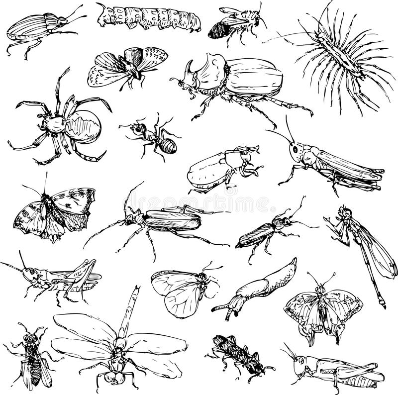 Зоология - Энтомология - Насекомые - Insects