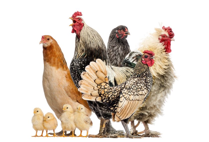 Сельское хозяйство - Птицеводство - Poultry farming