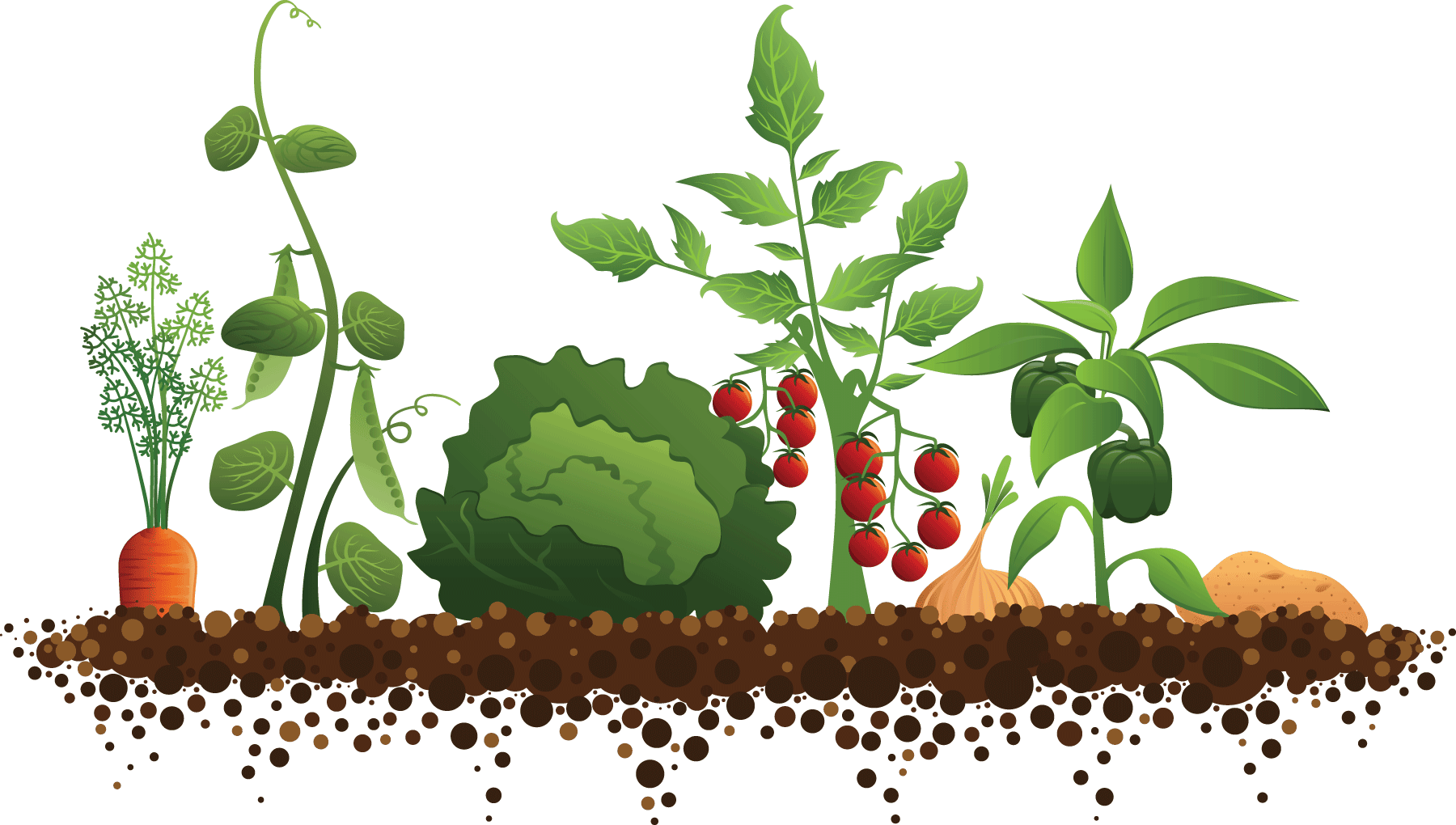 Сельское хозяйство - Растениеводство - фрукты и овощи - Crop production