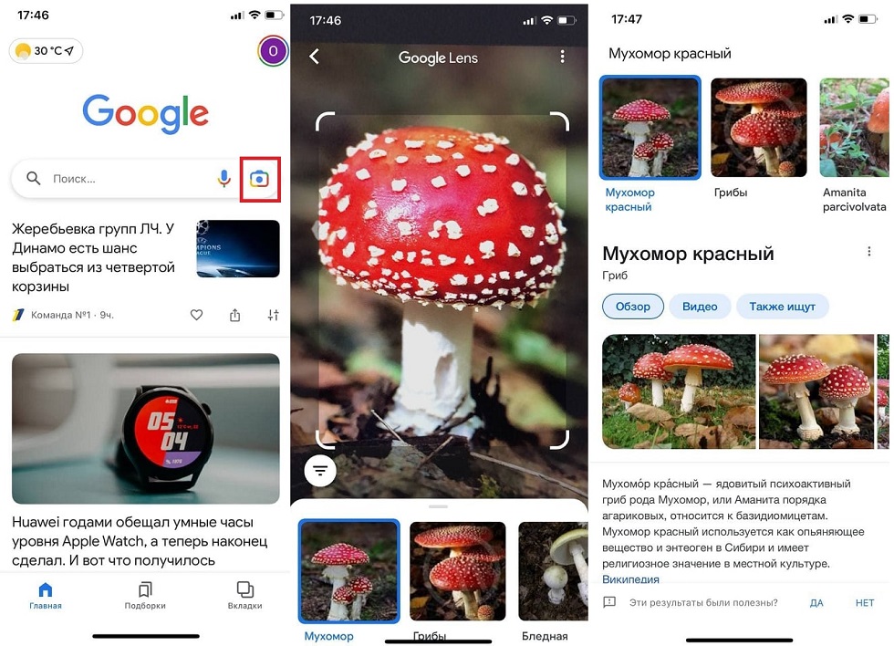 Грибы По Фото Определить Онлайн Яндекс